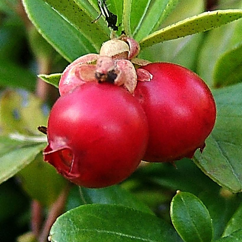 Amerikankarpalo - Vaccinium macrocarpon (Sadonkorjuu)