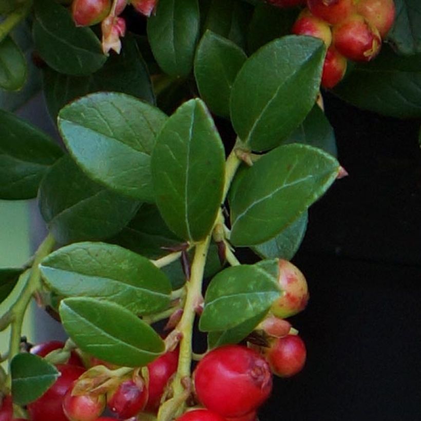 Puolukka Fireballs (Lehvistö)