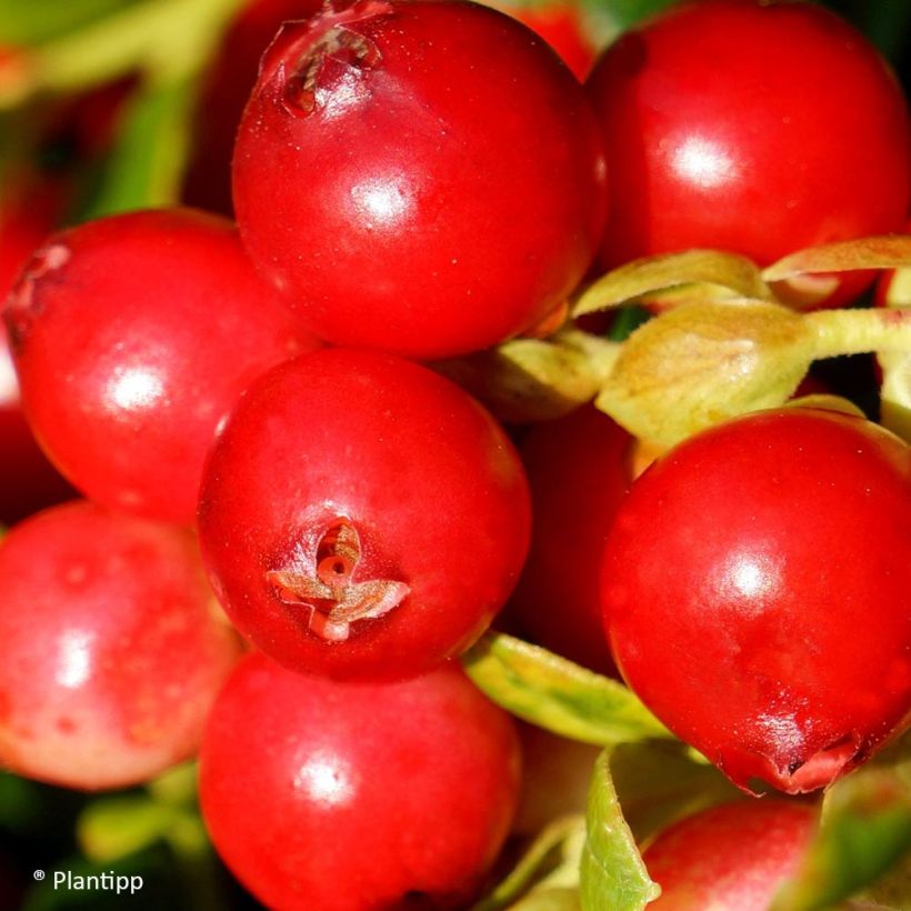 Puolukka Fireballs (Sadonkorjuu)