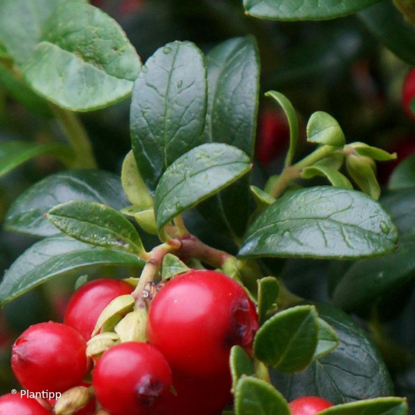 Puolukka Miss Cherry (Lehvistö)