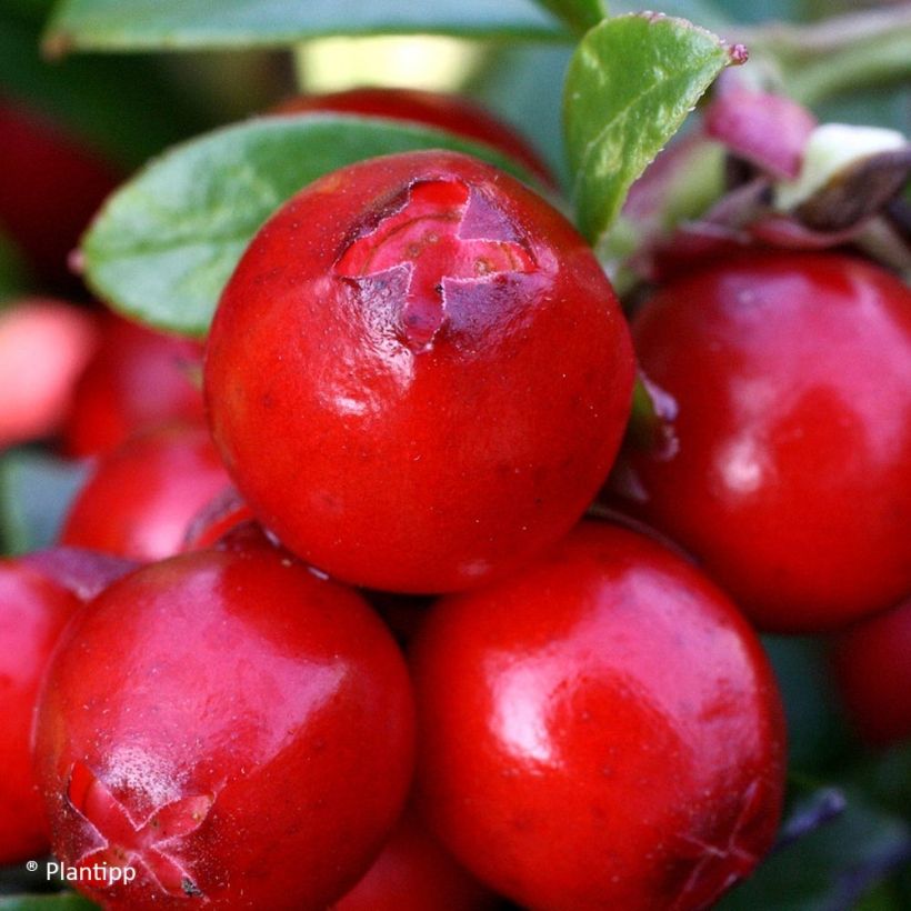 Puolukka Miss Cherry (Sadonkorjuu)