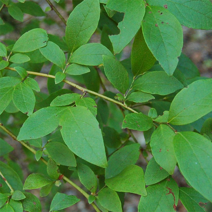 Myrtillier Patriot - Vaccinum corymbosum (Foliage)