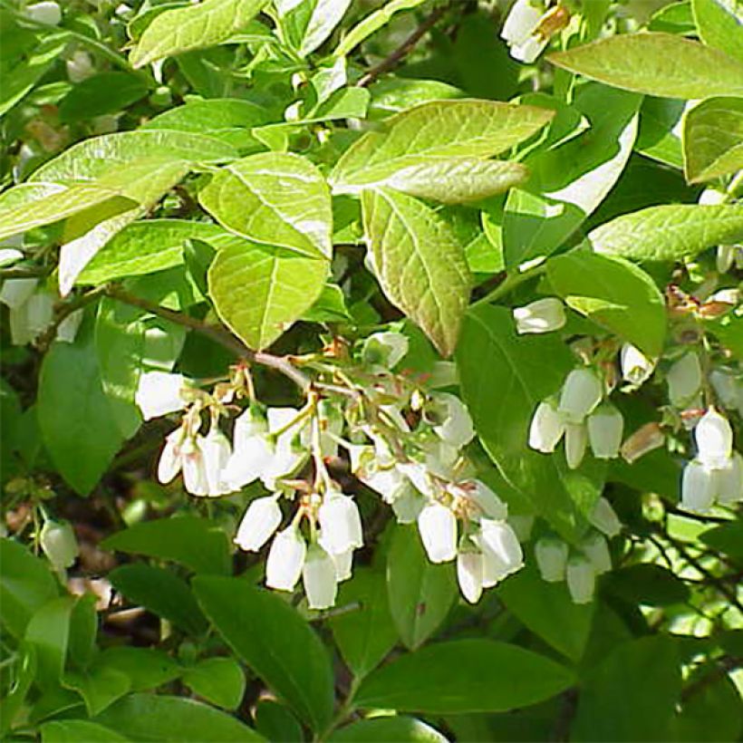 Myrtillier Patriot - Vaccinum corymbosum (Flowering)