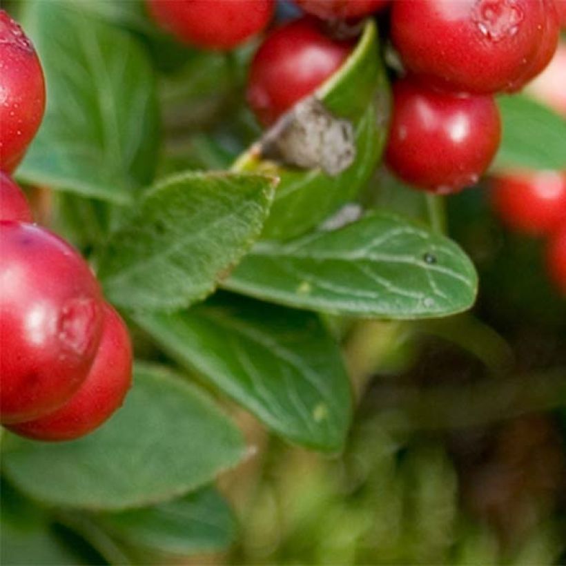 Puolukka Red Candy (Lehvistö)