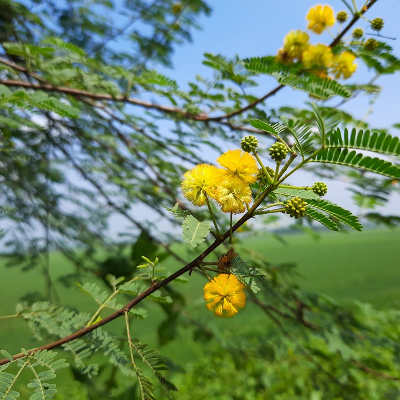 Tuoksuakaasia - Vachellia farnesiana (Kukinta)