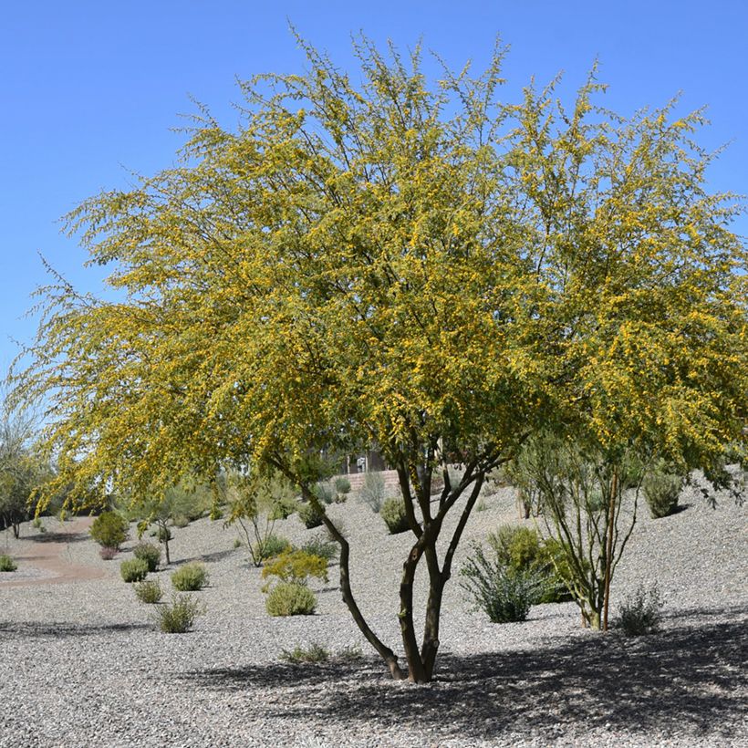 Tuoksuakaasia - Vachellia farnesiana (Kasvutapa)