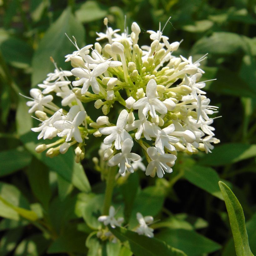 Punavirma Albus (Kukinta)