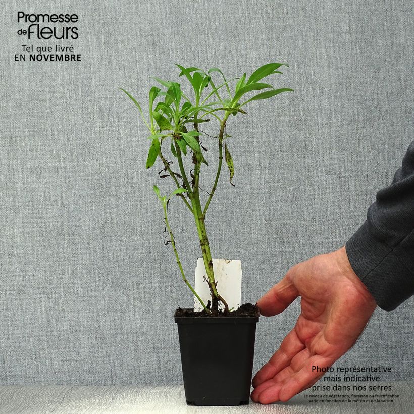 Esimerkki syksyllä toimitetusta Punavirma Albus 8/9 cm taimiruukku-taimesta