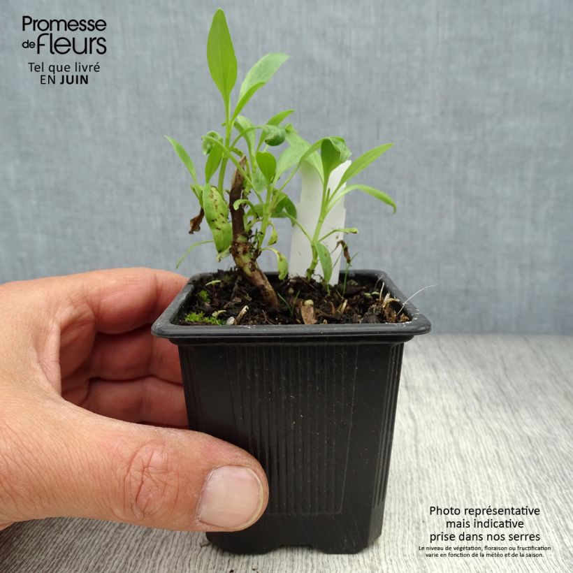 Esimerkki kesällä toimitetusta Punavirma Albus Taimiruukku 8/9 cm-taimesta