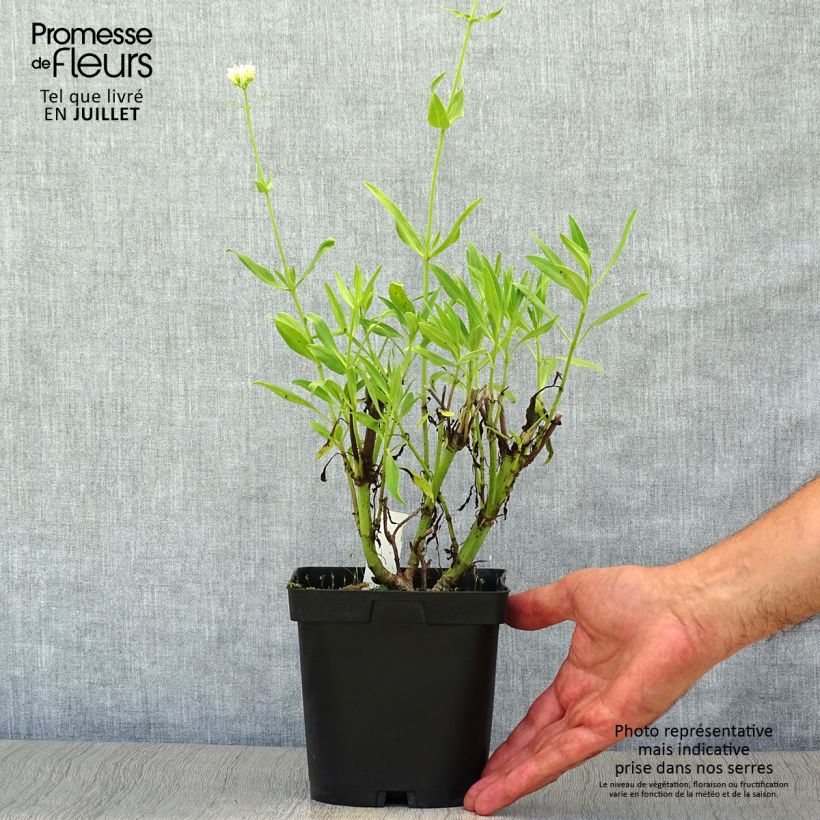 Esimerkki kesällä toimitetusta Punavirma Albus Ruukku 2L / 3L-taimesta