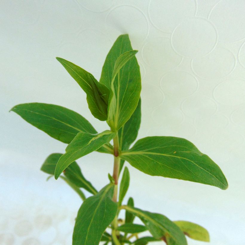 Punavirma - Centranthus ruber (Lehvistö)