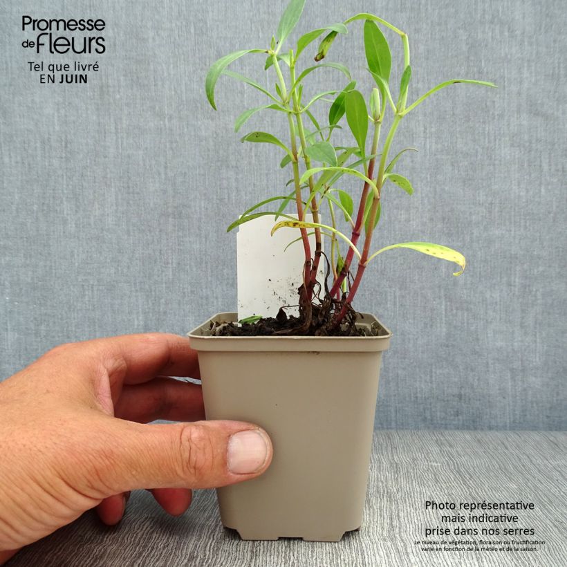 Esimerkki kesällä toimitetusta Punavirma - Centranthus ruber Godet de 8/9 cm-taimesta