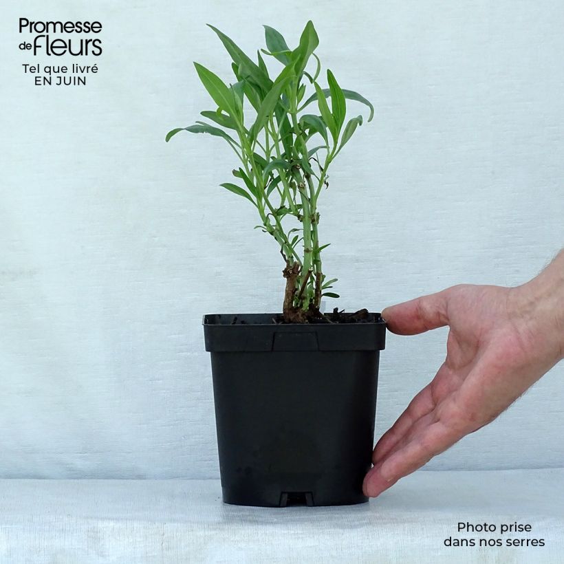 Esimerkki kesällä toimitetusta Punavirma - Centranthus ruber Pot de 2L/3L-taimesta