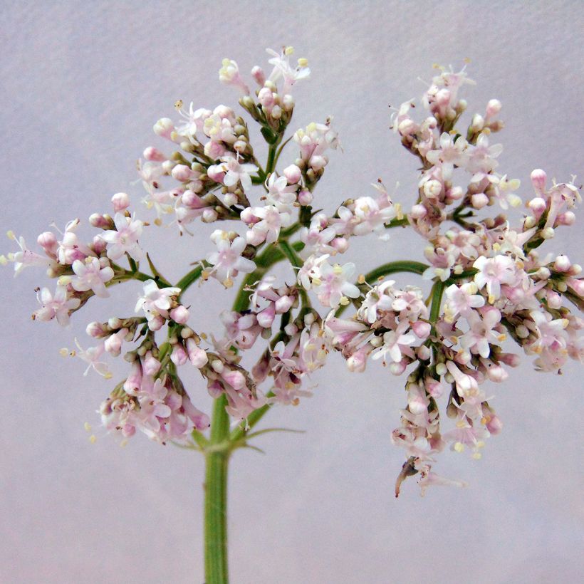 Rohtovirmajuuri - Valeriana officinalis (Kukinta)