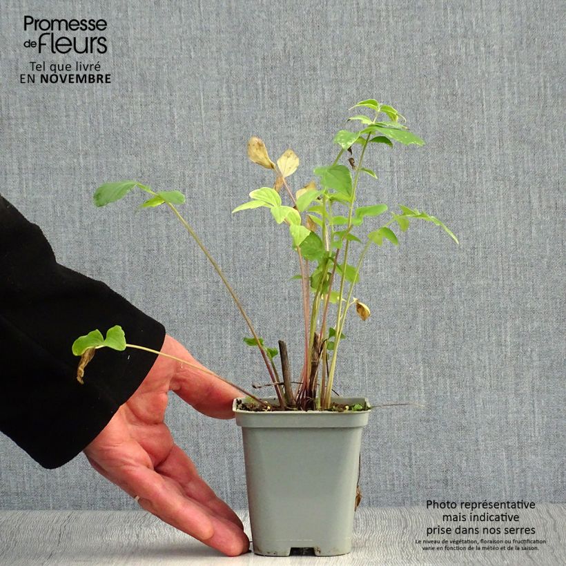 Esimerkki syksyllä toimitetusta Rohtovirmajuuri - Valeriana officinalis 8/9 cm taimiruukku-taimesta