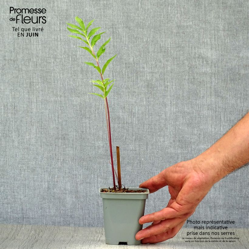 Esimerkki kesällä toimitetusta Rohtovirmajuuri - Valeriana officinalis Taimiruukku 8/9 cm-taimesta