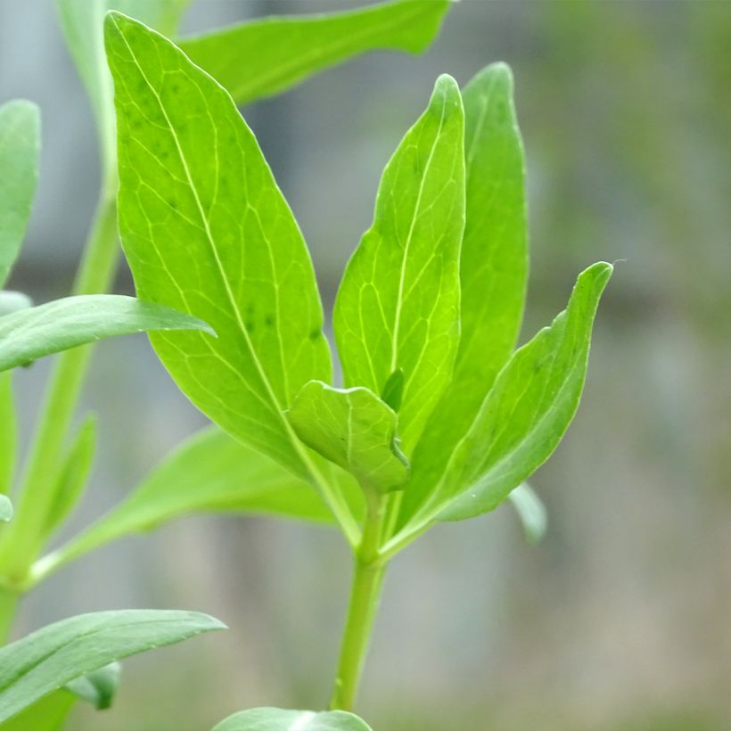 Punavirma Coccineus (Lehvistö)