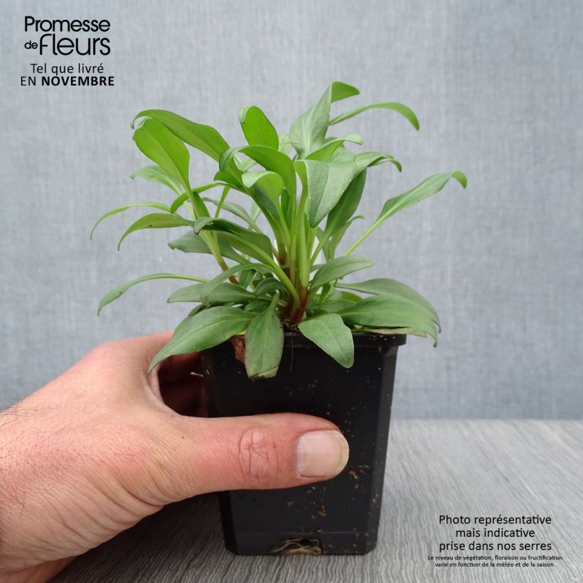 Esimerkki syksyllä toimitetusta Punavirma Coccineus 8/9 cm taimiruukku-taimesta