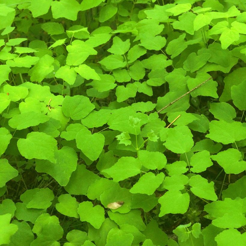 Vancouveria hexandra (Lehvistö)