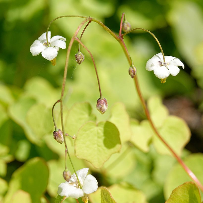 Vancouveria hexandra (Kukinta)