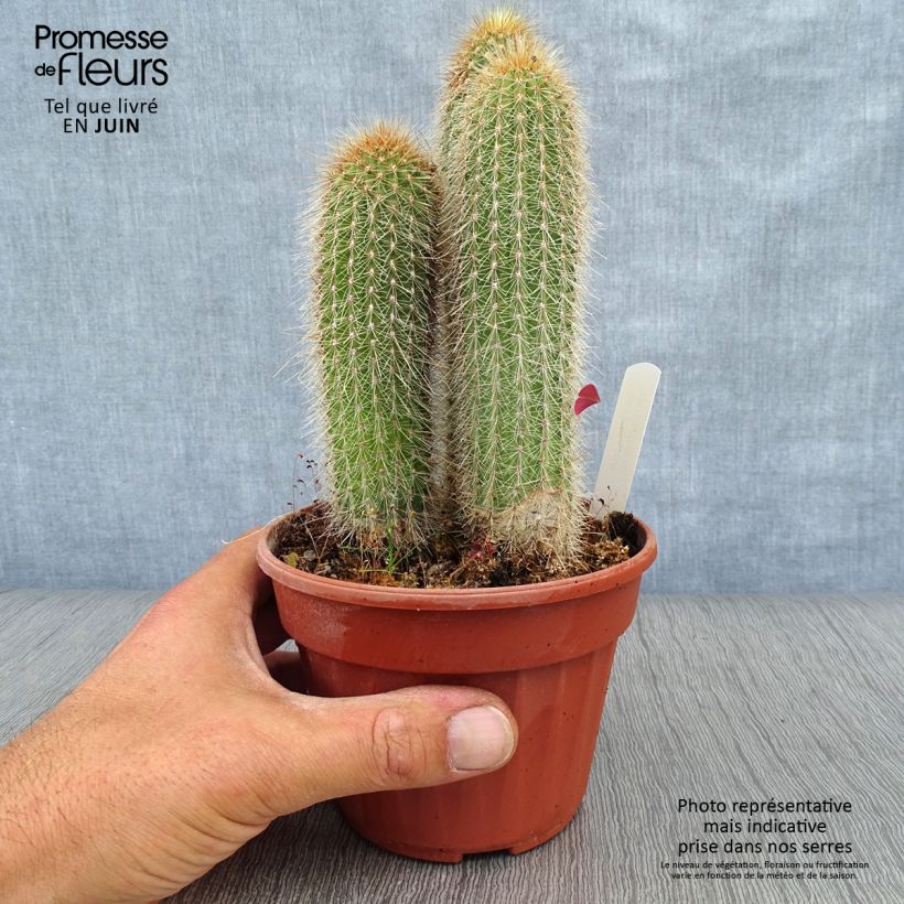 Esimerkki kesällä toimitetusta Vatricania guentheri Pot de 12 cm / 13 cm-taimesta