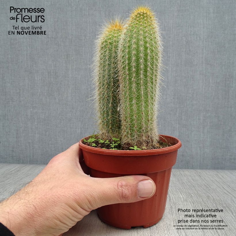 Esimerkki syksyllä toimitetusta Vatricania guentheri 12 cm / 13 cm ruukku-taimesta