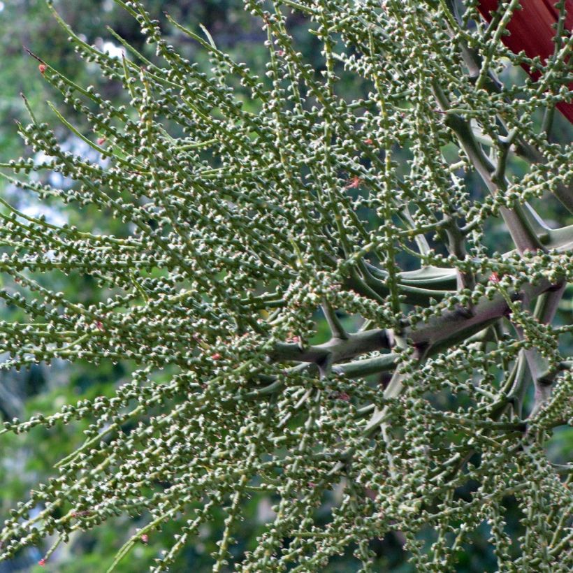 Veitchia joannis (Sadonkorjuu)