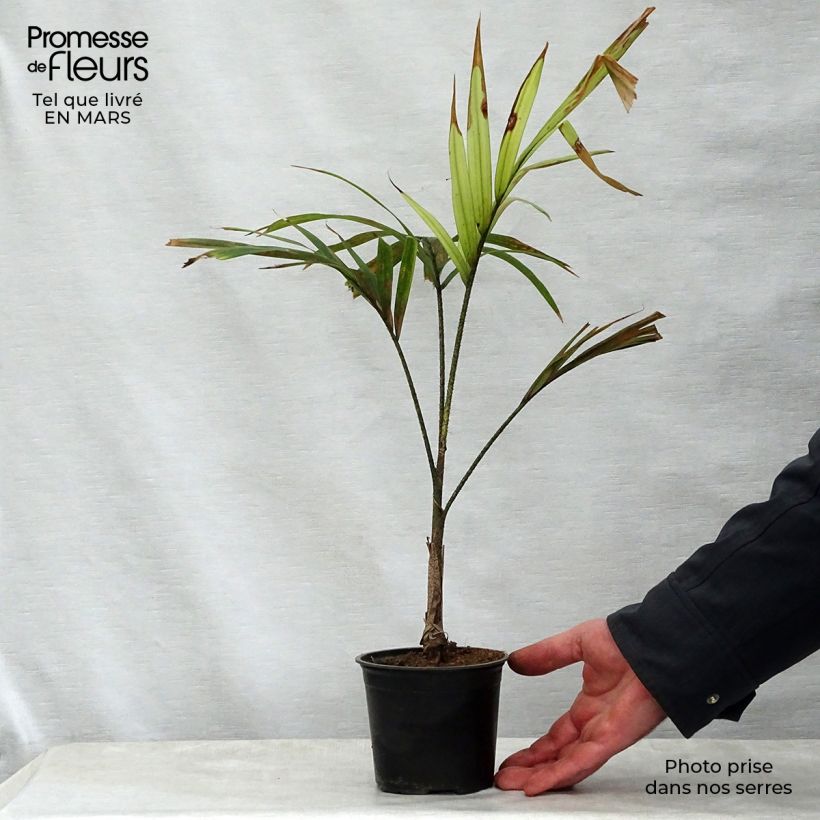 Esimerkki keväällä toimitetusta Veitchia joannis Pot de 12 cm / 13 cm-taimesta
