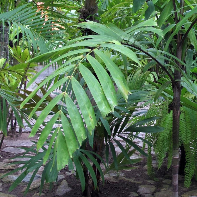 Veitchia vitiensis (Lehvistö)