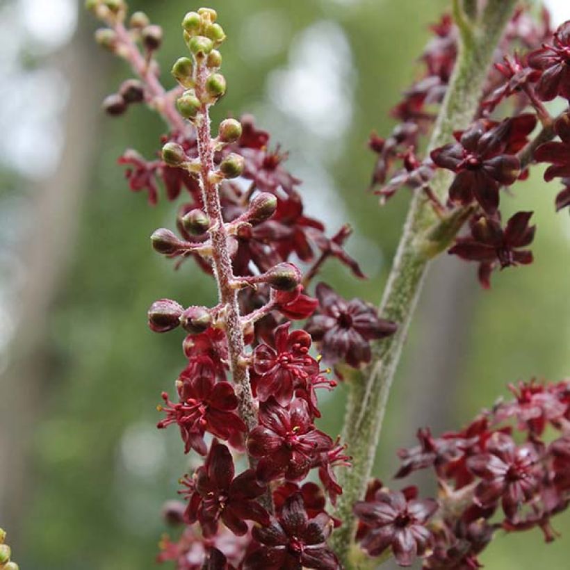 Tummapärskäjuuri - Veratrum nigrum (Kukinta)