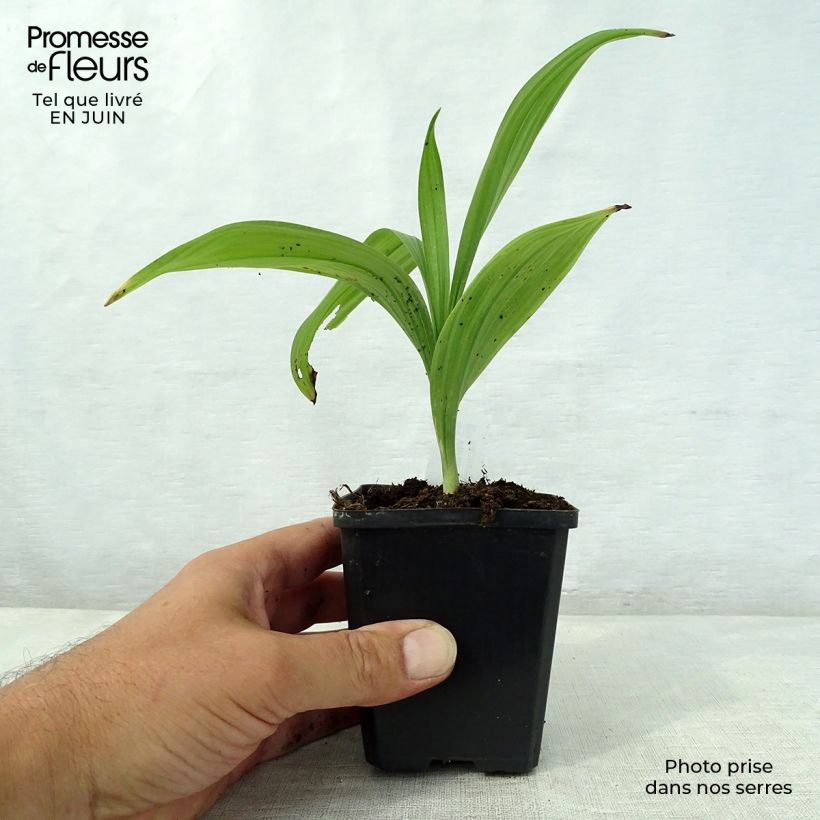 Esimerkki kesällä toimitetusta Tummapärskäjuuri - Veratrum nigrum Godet de 8/9 cm-taimesta