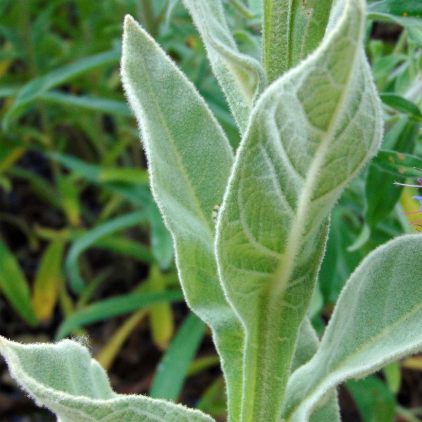 Ukontulikukka - Verbascum thapsus (Lehvistö)