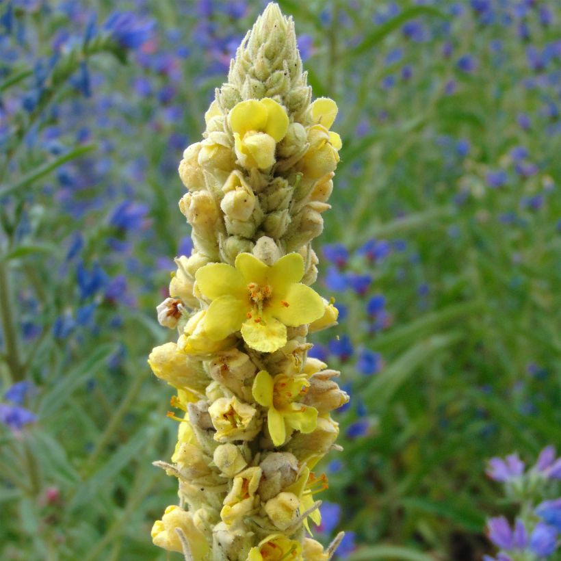 Ukontulikukka - Verbascum thapsus (Kukinta)