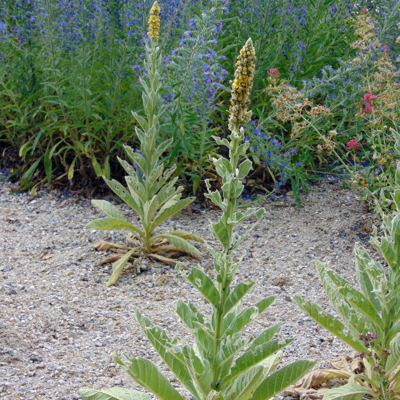 Ukontulikukka - Verbascum thapsus (Kasvutapa)