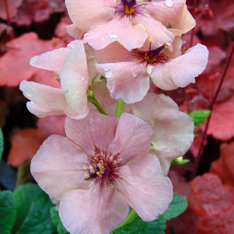 Tulikukka Jackie (Kukinta)