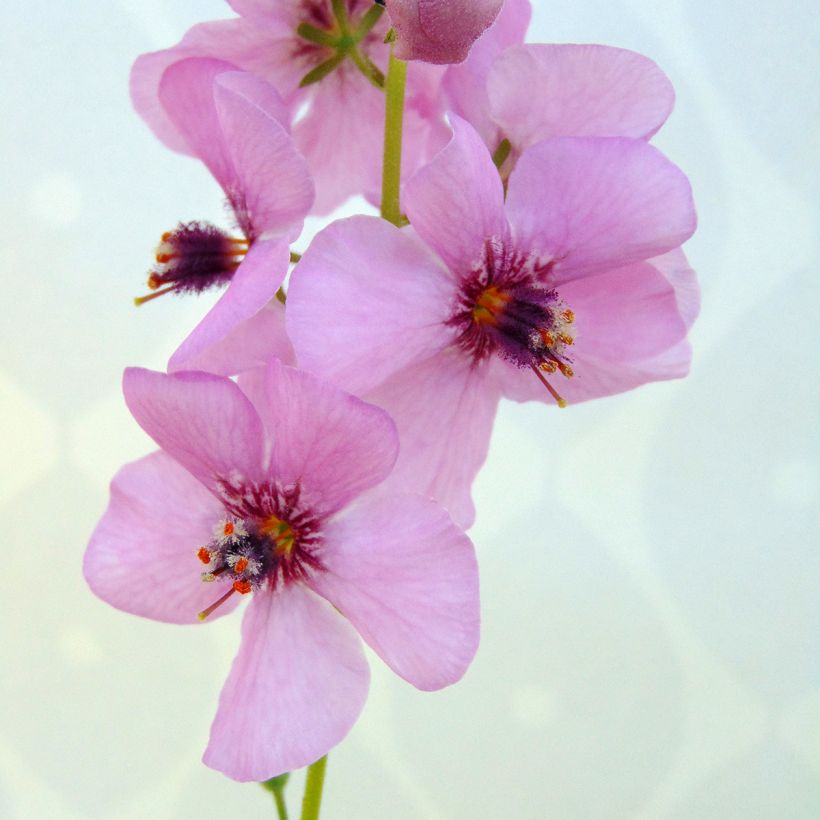 Tulikukka Rosie (Kukinta)