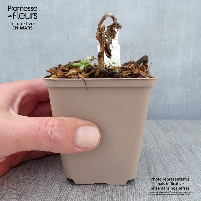 Esimerkki keväällä toimitetusta Tulikukka Royalty Godet de 8/9 cm-taimesta