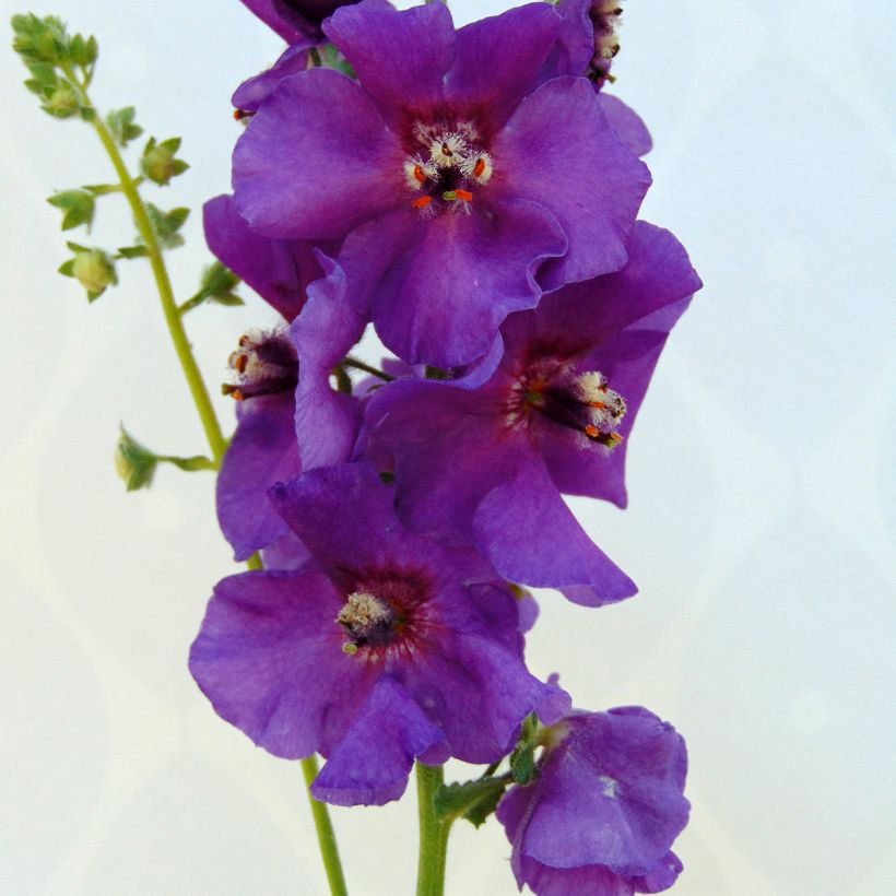 Tulikukka Sugar Plum (Kukinta)