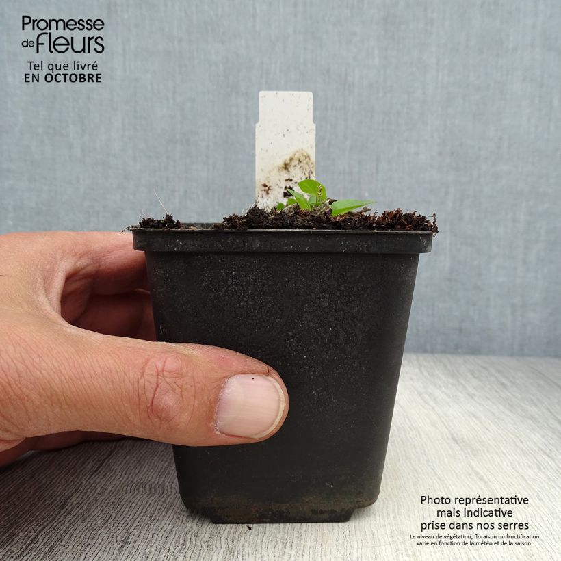 Esimerkki syksyllä toimitetusta Tulikukka Sugar Plum 8/9 cm taimiruukku-taimesta