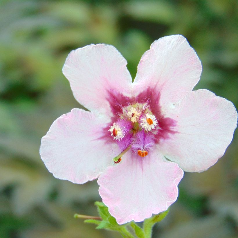 Tulikukka Pink Domino (Kukinta)