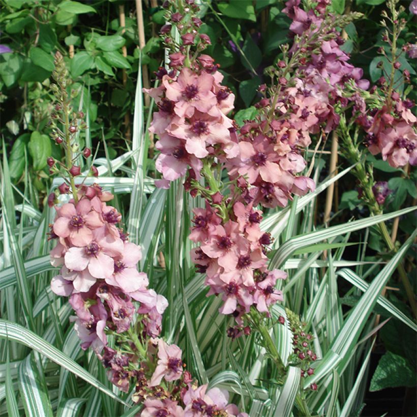Tulikukka Southern Charm (Kukinta)