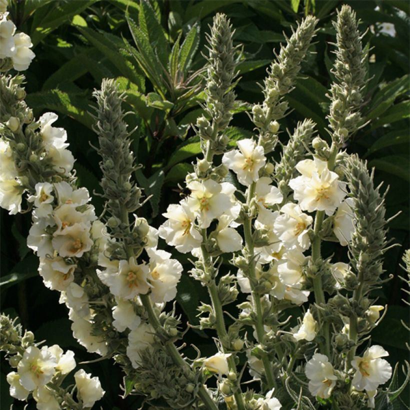 Rohtotulikukka Spica (Kukinta)