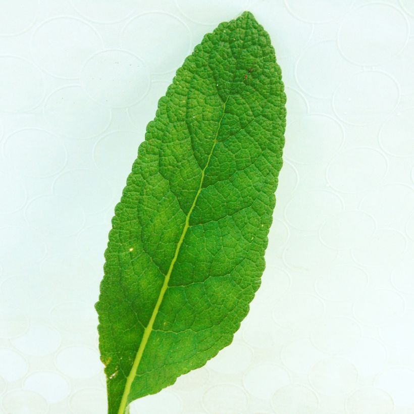 Rohtotulikukka Spica (Lehvistö)