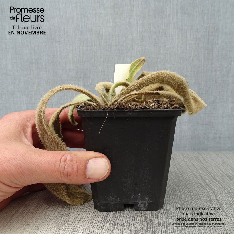 Esimerkki syksyllä toimitetusta Rohtotulikukka Spica 8/9 cm taimiruukku-taimesta