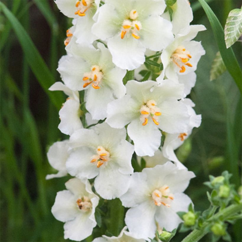 Purppuratulikukka Flush of White (Kukinta)