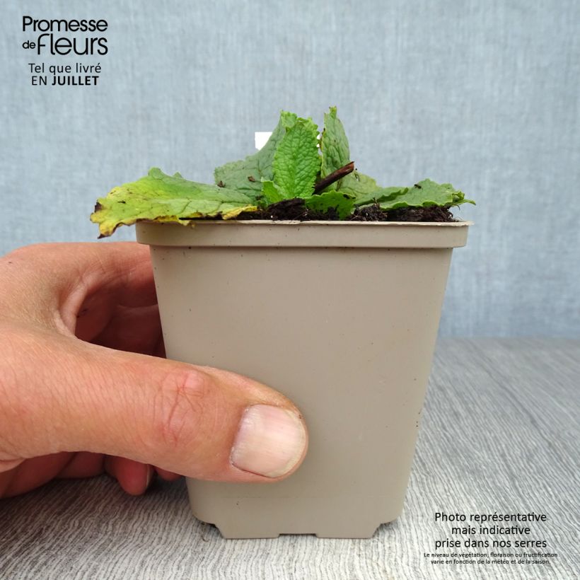 Esimerkki kesällä toimitetusta Purppuratulikukka Flush of White Taimiruukku 8/9 cm-taimesta