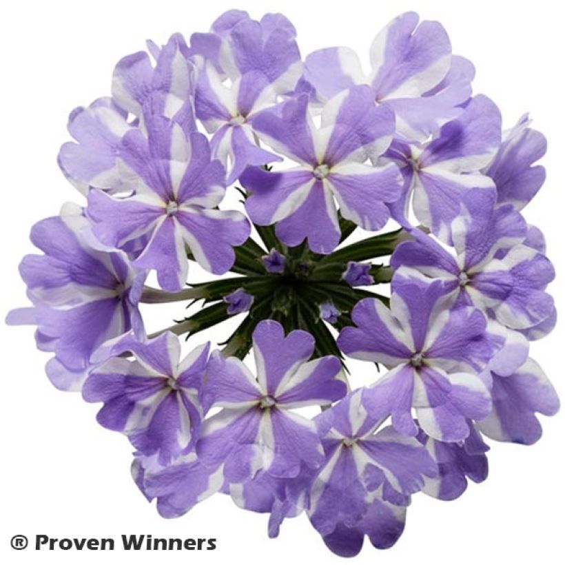 Tarhaverbena Virgo Lavender Star (Kukinta)