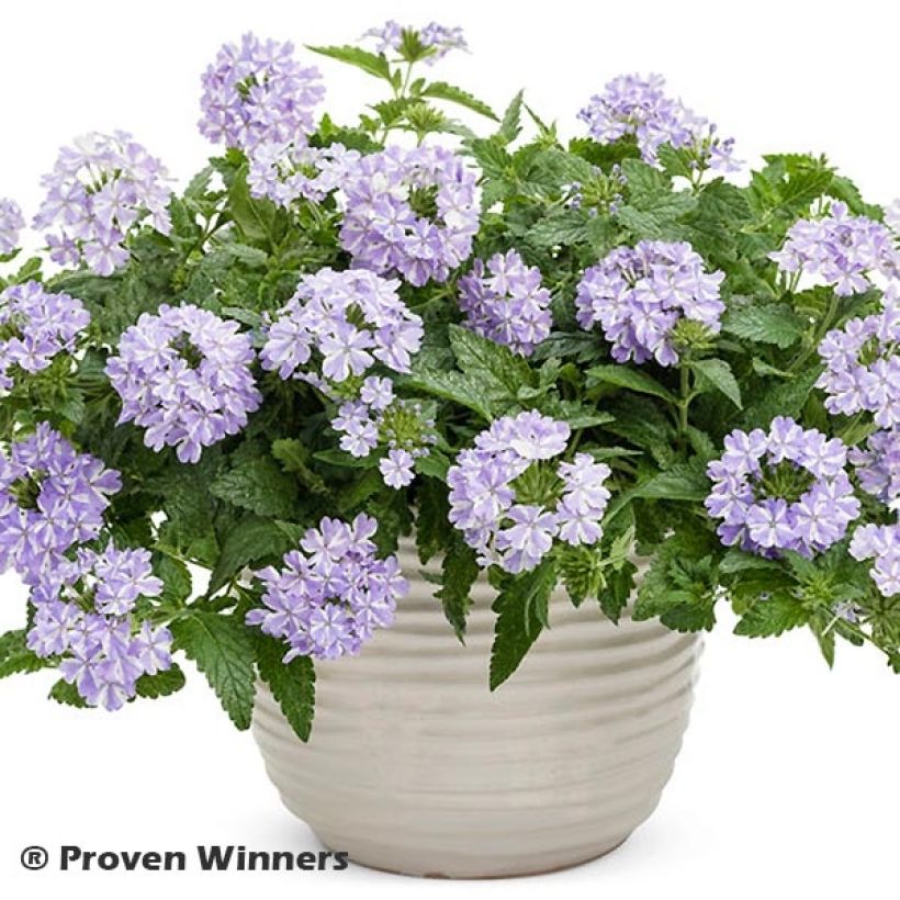 Tarhaverbena Virgo Lavender Star (Kasvutapa)