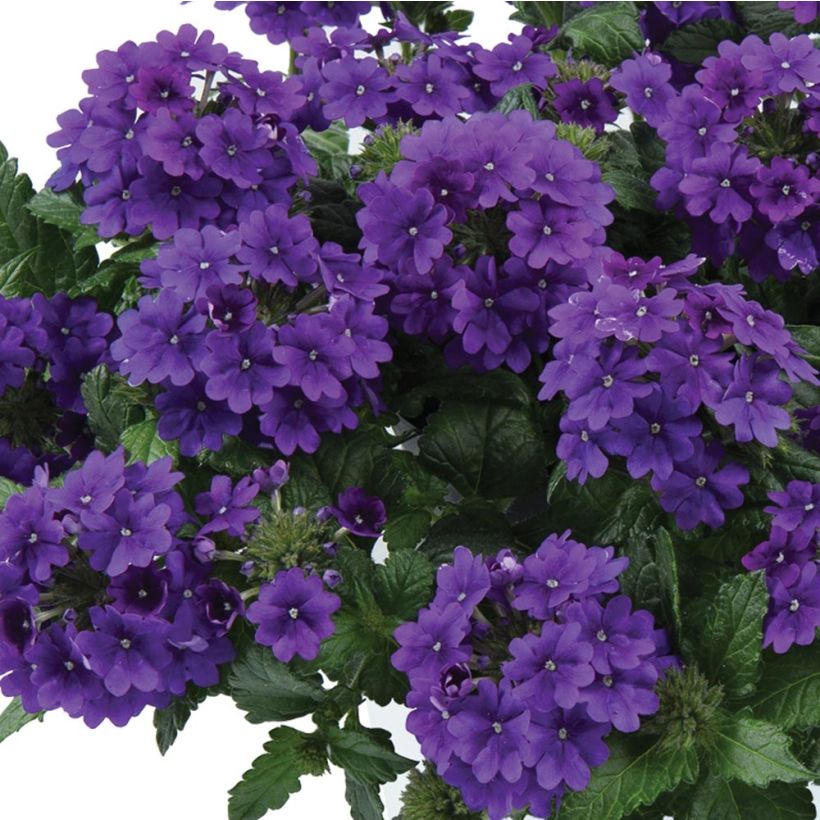 Tarhaverbena Virgo up Purple (Kukinta)