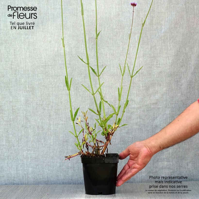 Esimerkki kesällä toimitetusta Jättiverbena - Verbena bonariensis Pot de 2L/3L-taimesta